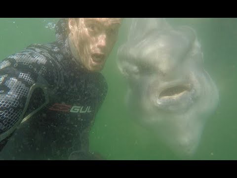 Divers take stunning selfie with SIX FOOT LONG sunfish - Daily News