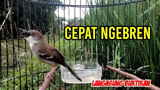 Semua jenis ciblek langsung ngebren dengan pancingan CIBLEK KRISTAL GACOR NGEBREN VARIASI