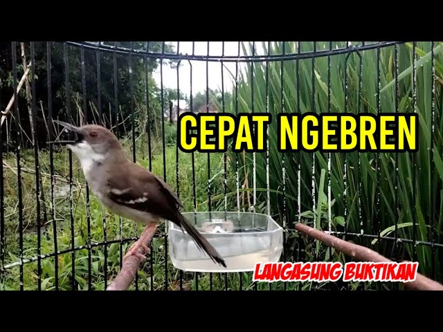 Semua jenis ciblek langsung ngebren dengan pancingan CIBLEK KRISTAL GACOR NGEBREN VARIASI class=