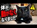 【悲報】体が動かなくなりました
