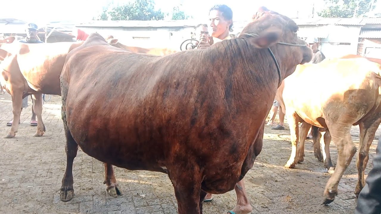 Harga sapi lemu‼️Rabu Pon 23 Oktober 2024 || Pasar sapi Guyangan ...