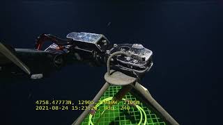 ROV Hercules Dive NA129 H1882 (9 of 11) 2021 08 24 15 15 00 676 UTC 36 ROV Hercules Dive NA129 H1882 (9 of 11) 2021 08 24 15 15 00 676 UTC 36
