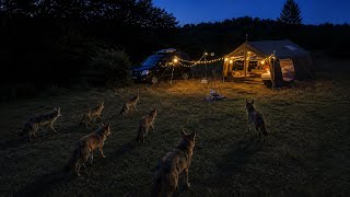 JACKALS SURROUNDED THE CAMP!