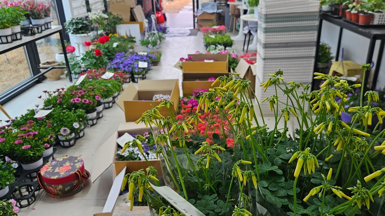 3월3일화요일 판매영상 꽃이 많아요 택배문의 010 9535 2958