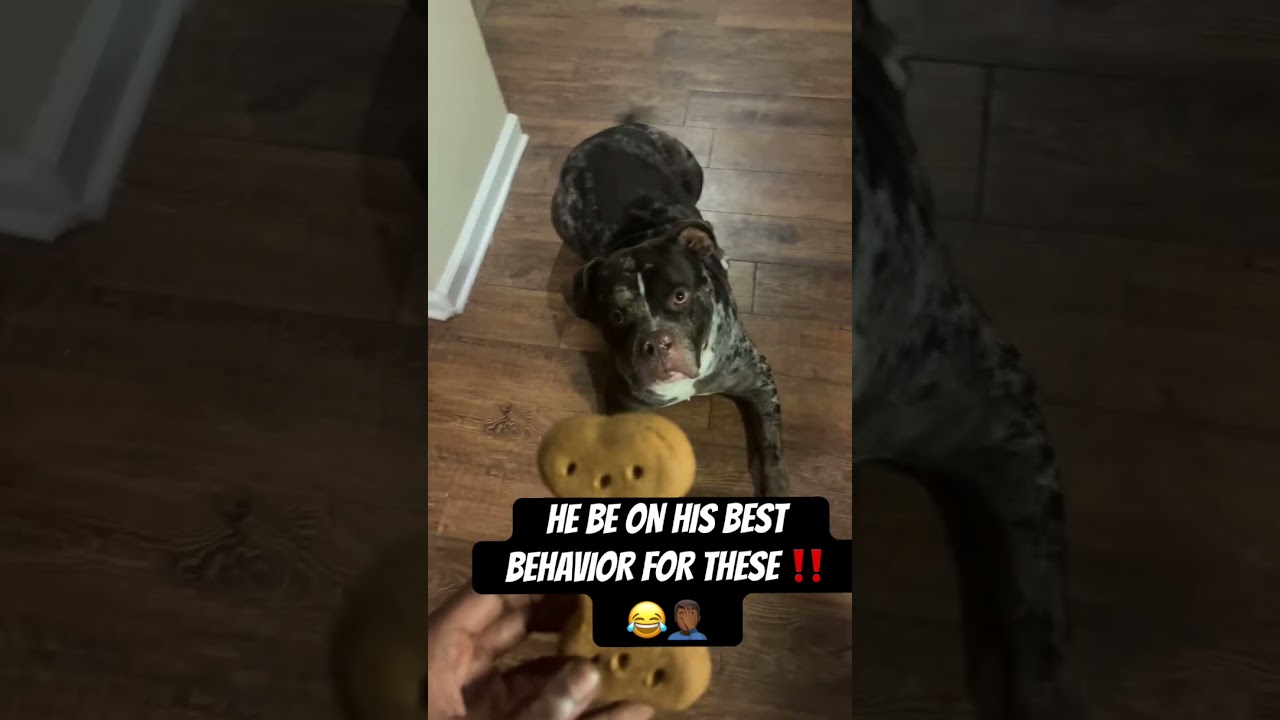 SHIESTY, ТЫ ЗНАЕШЬ, ЧТО МЫ ЗАПЕРЛИСЬ‼️😂🫱🏿‍🫲🏾😎 