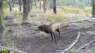 Bull Elk Trail Camera Videos - 2024 Compilation