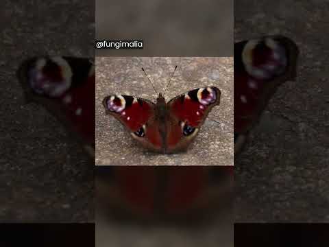 Video: Mariposa ojo de pavo real - belleza revoloteando