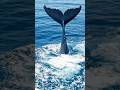 “Even the ocean goes silent when a giant whale dives… 🐋🌊”#ai #aigenerated #cinematic #visualai