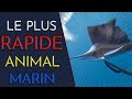 Cest quoi lanimal marin le plus rapide  une torpille 