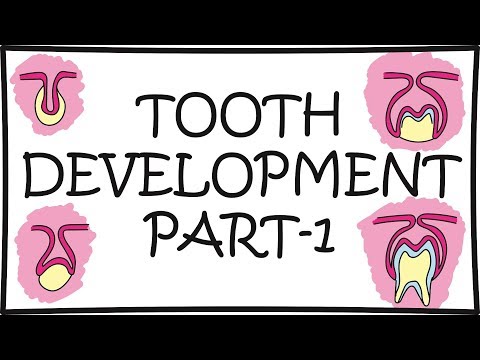 Tooth Development (Odontogenesis) Part-1