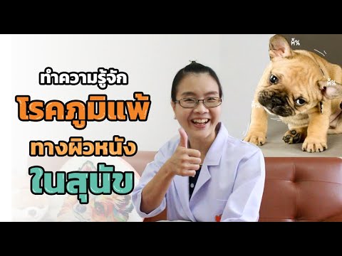 วีดีโอ: วิธีการทำความสะอาดหูสำหรับสุนัข
