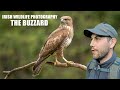 Buzzard - Irish Wildlife Photography