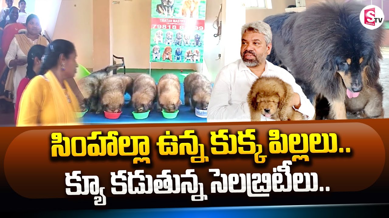 Most and Least Expensive Dog Breed Celebrates In Que For Dogs