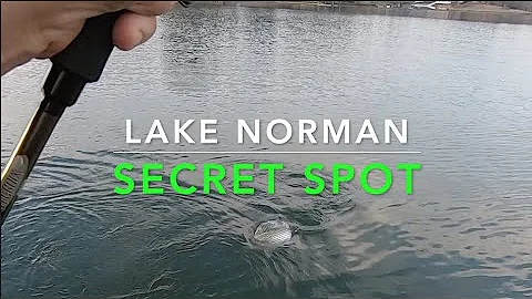 3 Nice Hybrid! LGmouth! Spots! (DEC.)! Lake Norman, NC