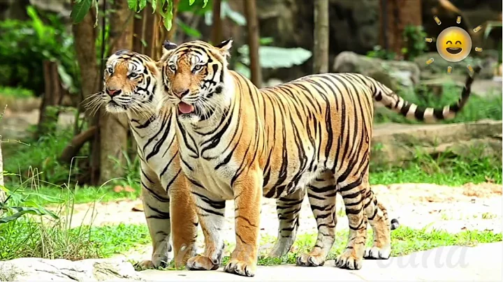 Watch the video about Cat Family Habitat Video Sound White Lion, Tiger, Cheetah, Lynx, Snow Leopard, Black Panther & Puma