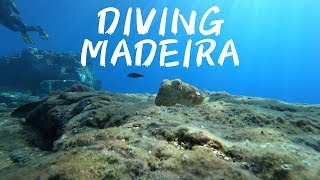 MADEIRA VLOG #3 - FIRST DAY DIVING | HALIOTIS DIVE CENTER
