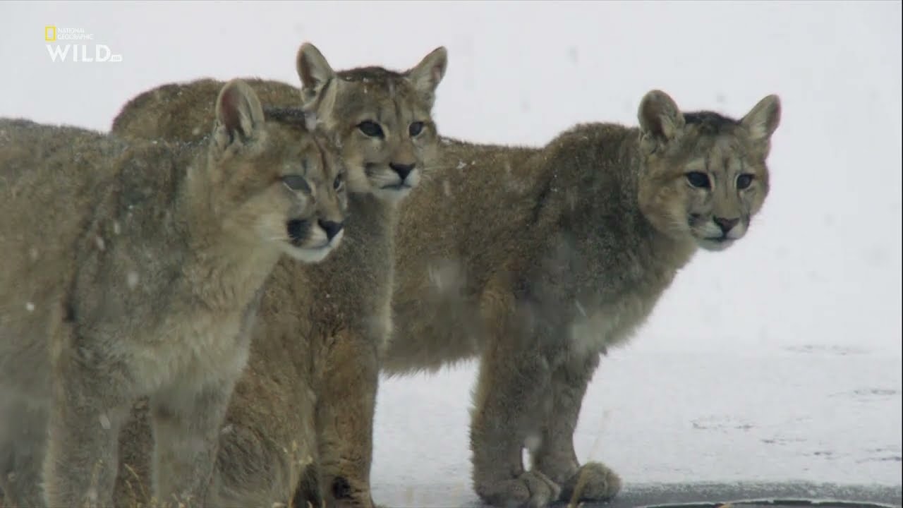 Пумы на краю света.  Возрождение.(2 часть).