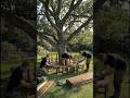 One Tree Turned Into the Most Relaxing Garden Seat Ever