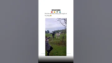The Donkey Has A Bad Heart Subscribe Itsjustcongo Viral African Congos 