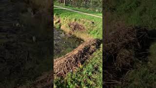 Dog Rolls Into Water in Playful Mishap