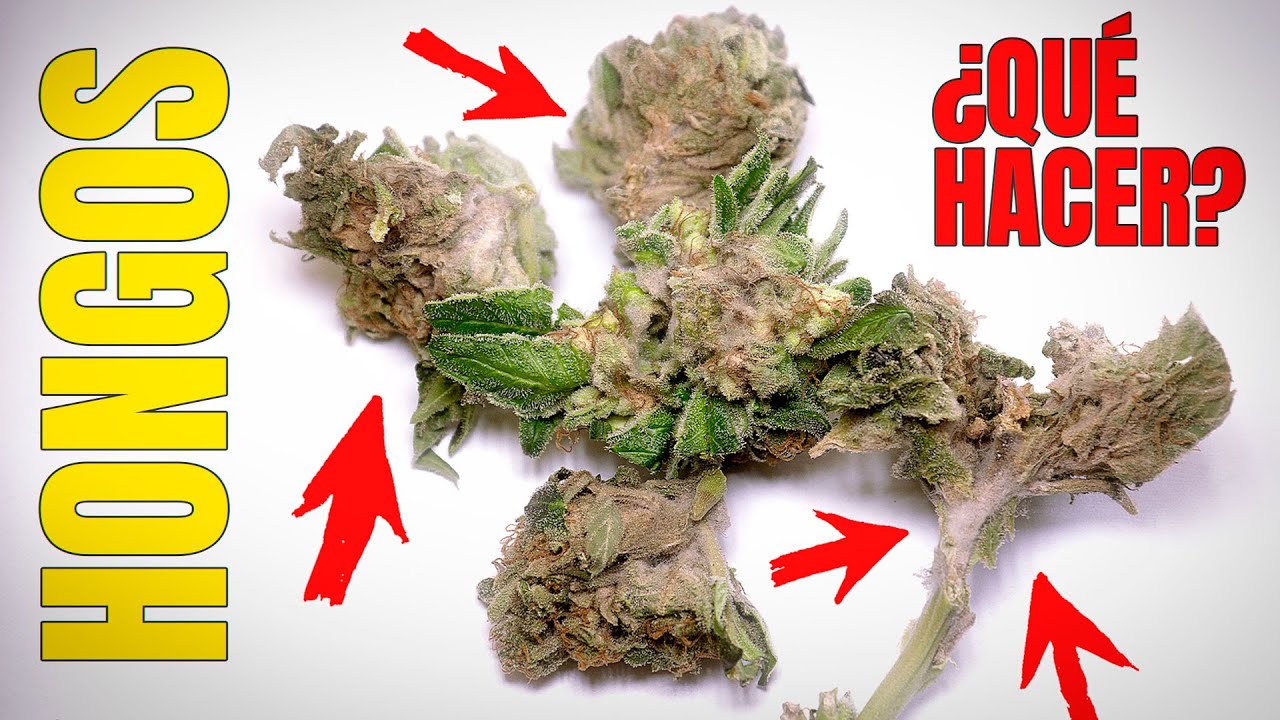 Hongos en el Cannabis I ¿Se puede consumir Marihuana con Moho y Botrytis?