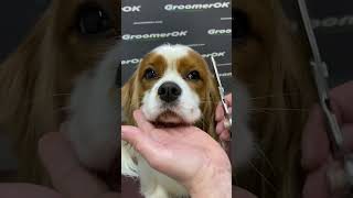 How To Groom a King Charles Cavalier