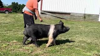 Shipley Swine Hampshire Boar Barrett