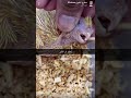 غر فرخ كروان صغير واكل امه واجد بالحوصلة غر فرخ كروان صغير واكل امه واجد بالحوصلة