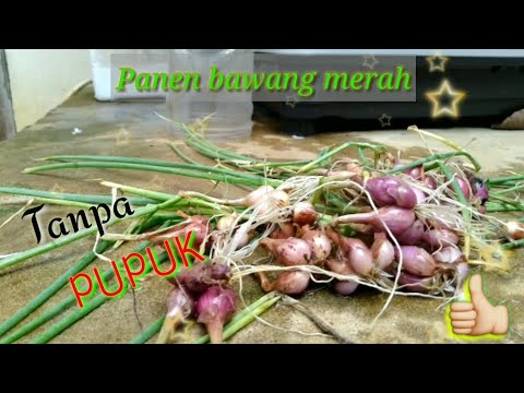 Cara Menanam Bawang Merah Tanpa Pupuk. 