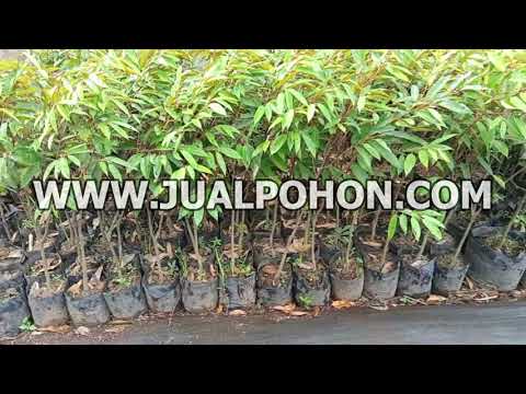 Bibit Pohon Durian Matahari D24 Tinggi 1 Meteran Ready Stok