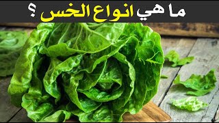 ما هي انواع الخس ؟ وفوائدة الصحية