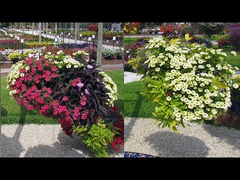 Video How To Make A Pop Bottle Garden