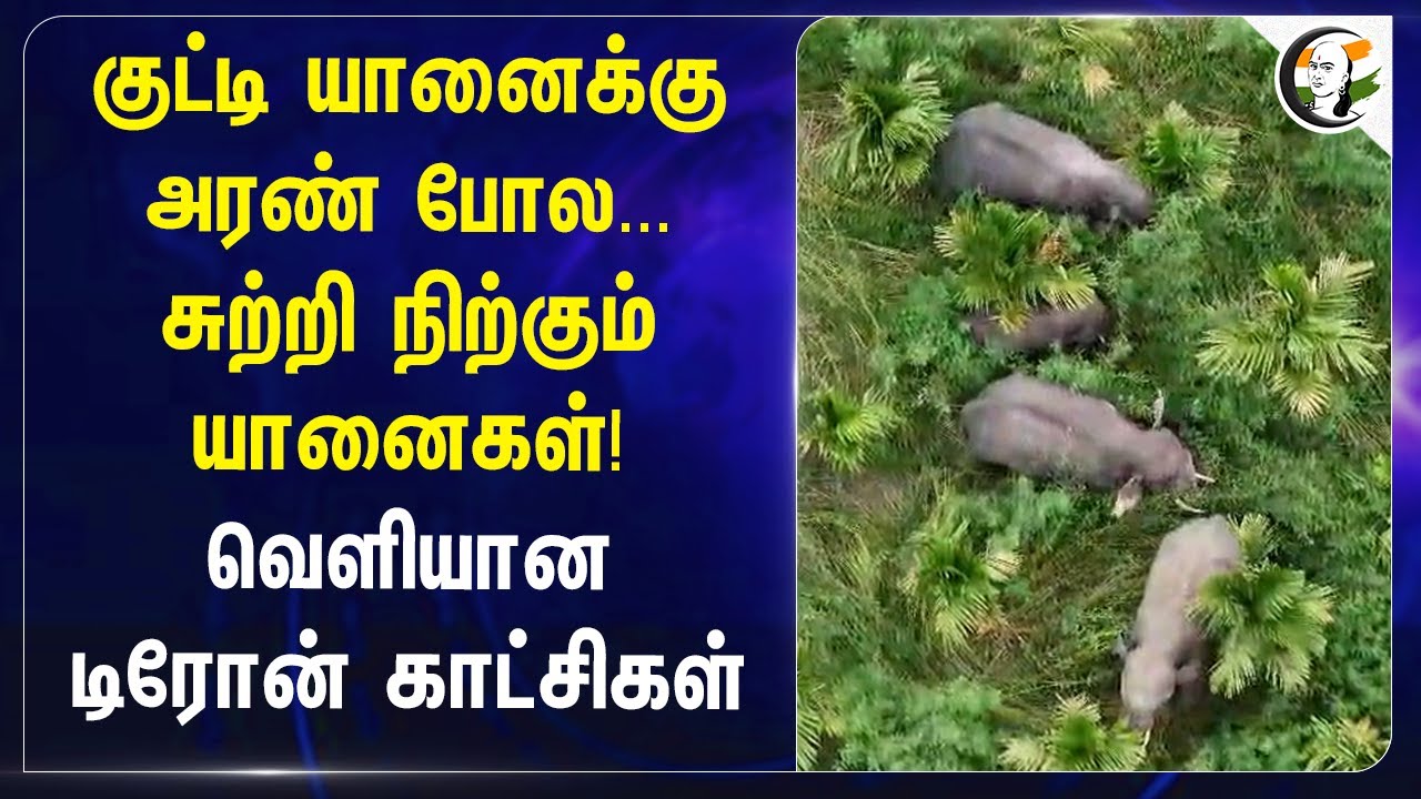 குட்டி யானைக்கு அரண் போல... சுற்றி நிற்கும் யானைகள்!வெளியான டிரோன் காட்சிகள் | Coimbatore