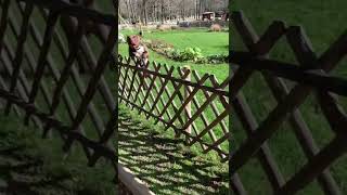 Dogs That Fly - American Pit Bull Terriers Show Their Jumping Agility