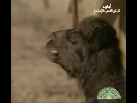 من اللي قال ياعوج اللغاوي 