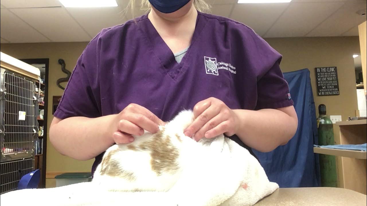 How to give your rabbit subcutaneous fluids without a syringe 2/2 YouTube