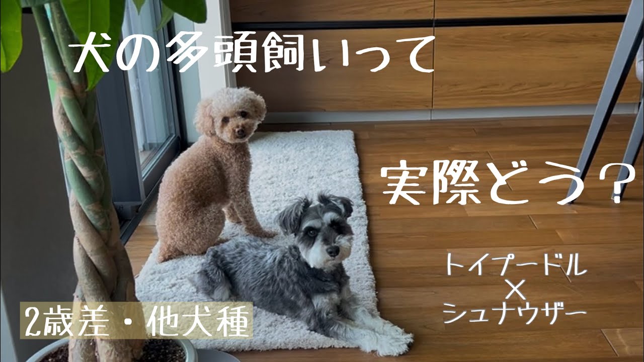 【理想と現実】2匹の犬と暮らすってこんなかんじ