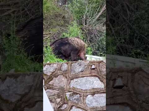 canavar👹 #nature #keşfet  #wildlifeentertainment #insects #keşfetteyiz #butterfly #쩐다 #automobile