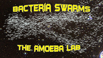 Bacteria: Swarming bacilliform bacteria - by the Amoeba Lab
