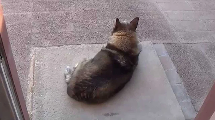 Resistors, Part 4:  The Cathode Bias Resistor