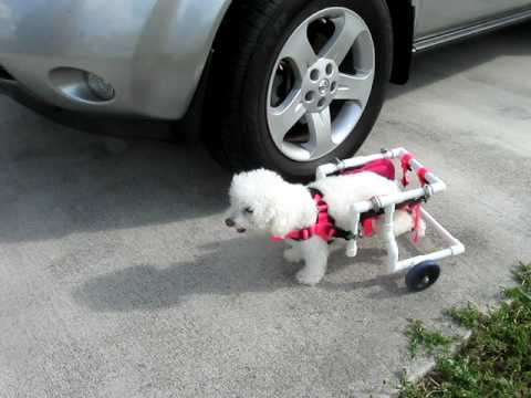 poodle in dog wheelchair 007 avi youtube