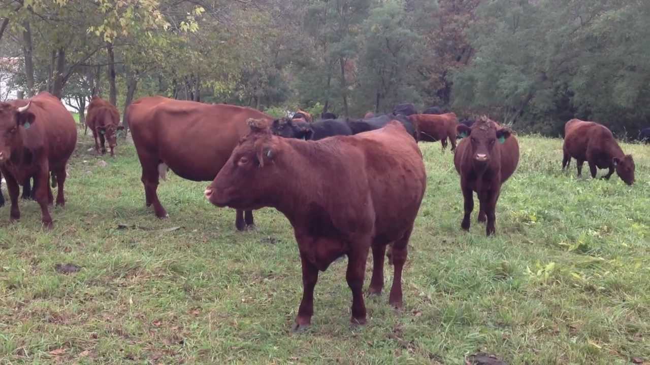 holistic marketing Meet your meat: A trip to Harvest Home Meats in Bangor, PA