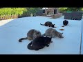 GooseTV Feral Cat Watch