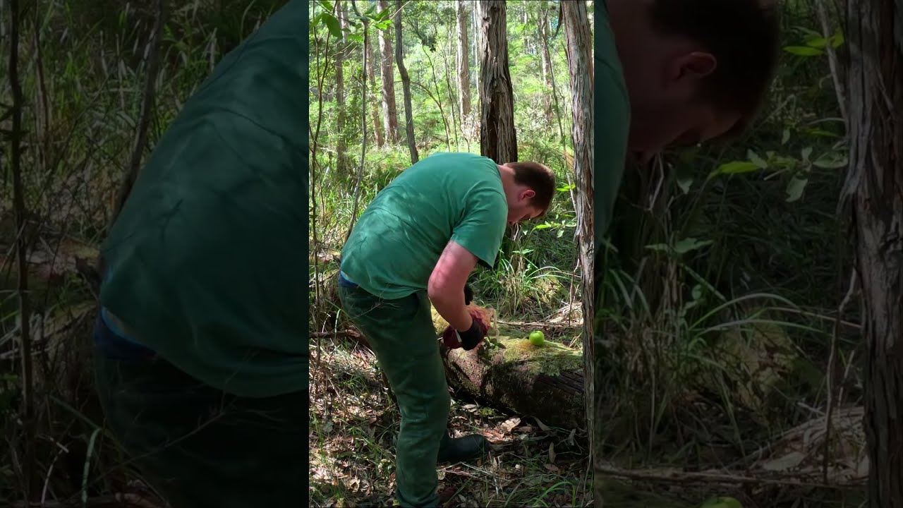 Yowie Australia S Bigfoot Caught On Trail Camera Scary