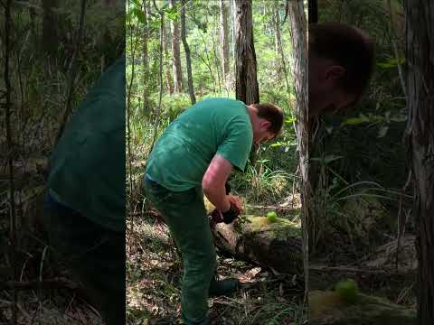 Yowie Australia's Bigfoot