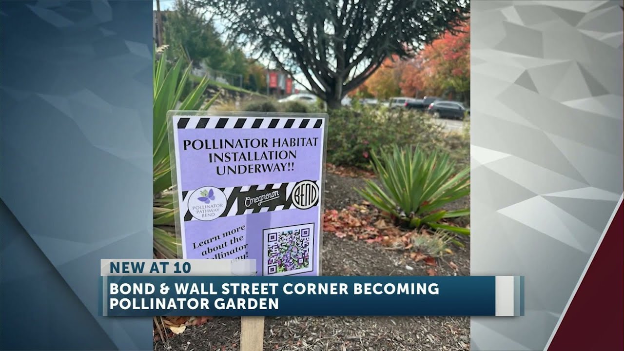 Pollinator Pathway Bend partners with downtown dispensary Oregrown on native plants installation