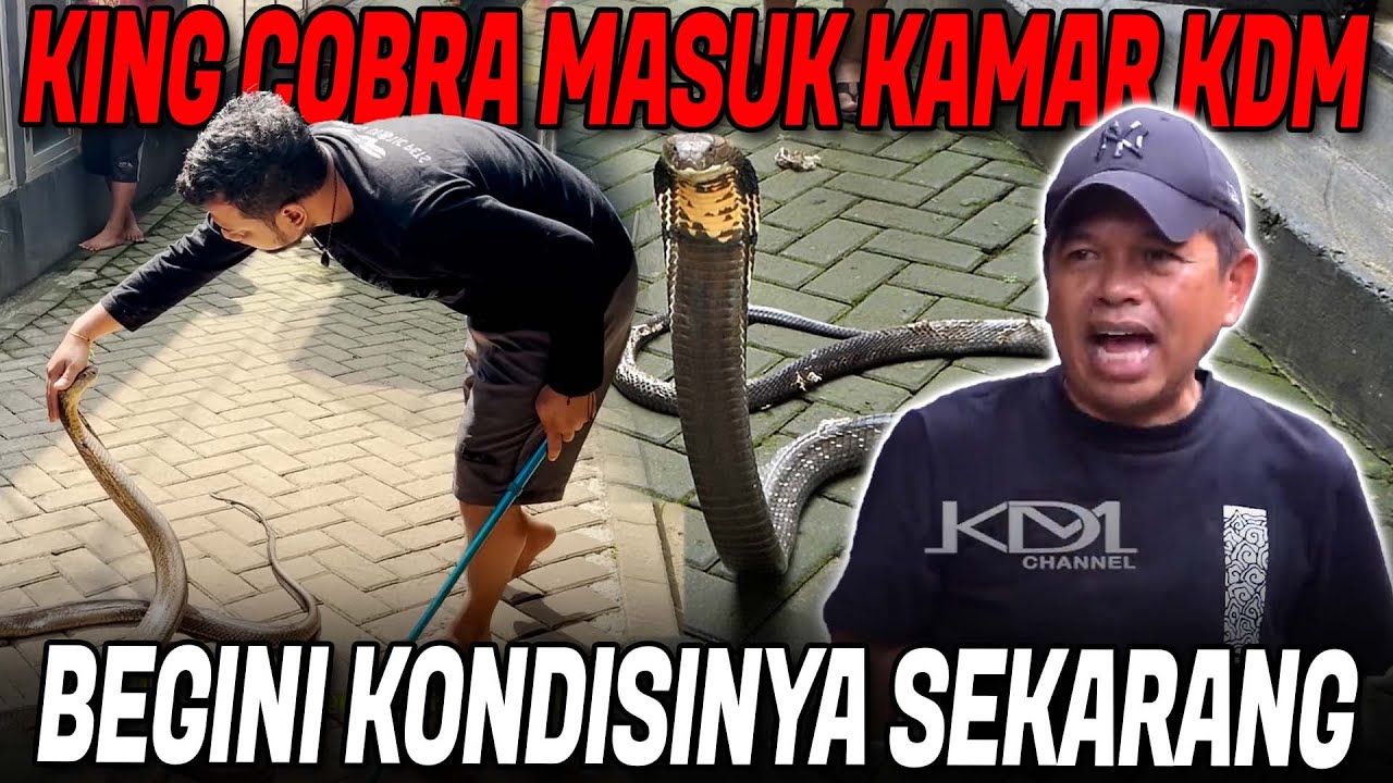 KING COBRA BESAR INI MASUK KAMAR KANG DEDI MULYADI !! BEGINI KONDISINYA SEKARANG