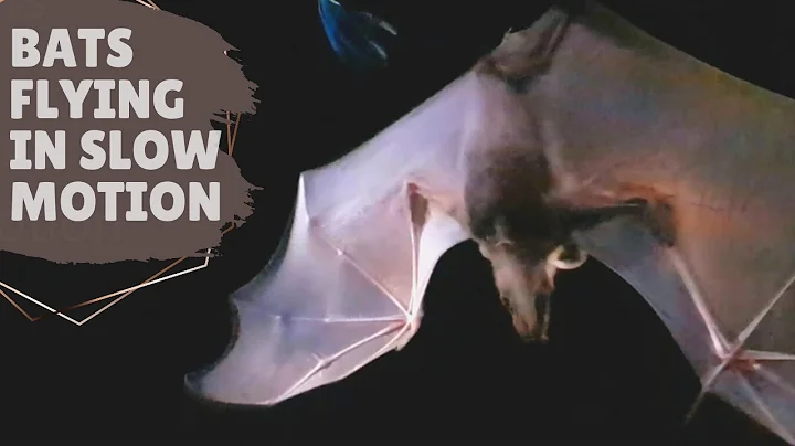 BATS FLYING IN SLOW MOTION | Malawi, Africa