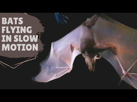 BATS FLYING IN SLOW MOTION | Malawi, Africa