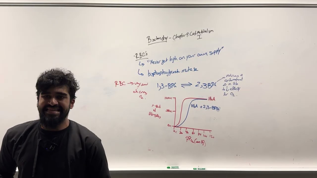 2025-2026 MCAT Biochemistry, Chapter 9- Carbohydrate Metabolism 1 (Part 2)